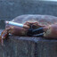 SMOKING CRAB