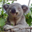 Just a Koala