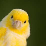 Kanarek      (◣_◢)