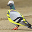 Warehouse Pigeon