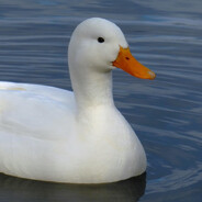 QuackDealer