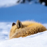 Fox of arctic
