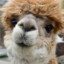AlpacaTude