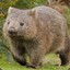 Wombat