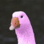Pink Goose