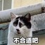 超威蓝猫