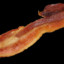 ERECT BACON