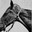 Evil and intimidating horse