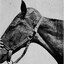 Evil and intimidating horse