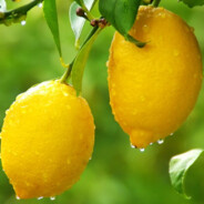 Limon