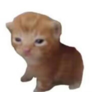 小猫你可以吃芝士汉堡