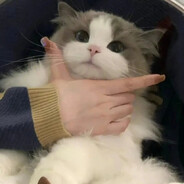 挽風是猫猫人捏