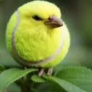 wurfy