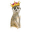 The Meerkat king