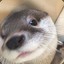 Otterlover727