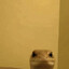 LizardsAreAwesome