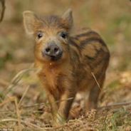 我是马志杰，求X