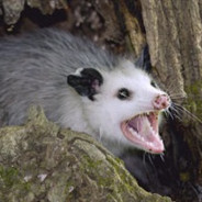 a drunk possum