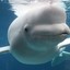 babybeluga