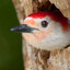 NotAnAvian