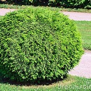 Arbusto
