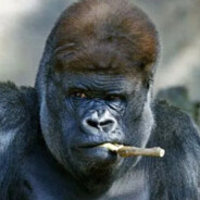 整活达人_糖建国