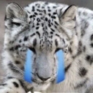 芝士雪豹不抽悦刻5