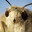 MothLord