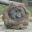 chimpион