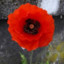 Mégito le Coquelicot