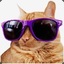 AntiM8 CoolCat