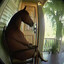 Bojack