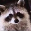 raccoon