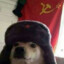 Perro Sovietico