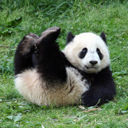 ItalianPandaKon