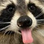Raccoon Rangoon