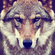 Docat avatar