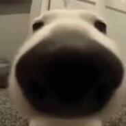 MR. Sniff - steam id 76561198159198176