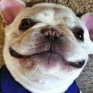 皮的不行的小瓜皮