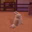 buny