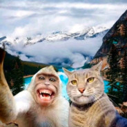 monkey and cats-