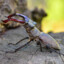 stag beetle