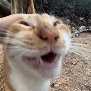 有只鸭嘴兽在控制我