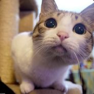 梯哀冠军何雍正