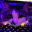 ♔ Gnom0_