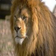 Need kz addon kz.leet.ro