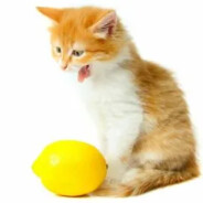 lemoncat