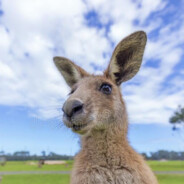 O_Australiano