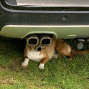 屠夫，你是做什么工作的？