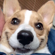 天际流云小果果